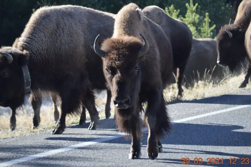 Bison walking the street in Yellowstone National Park