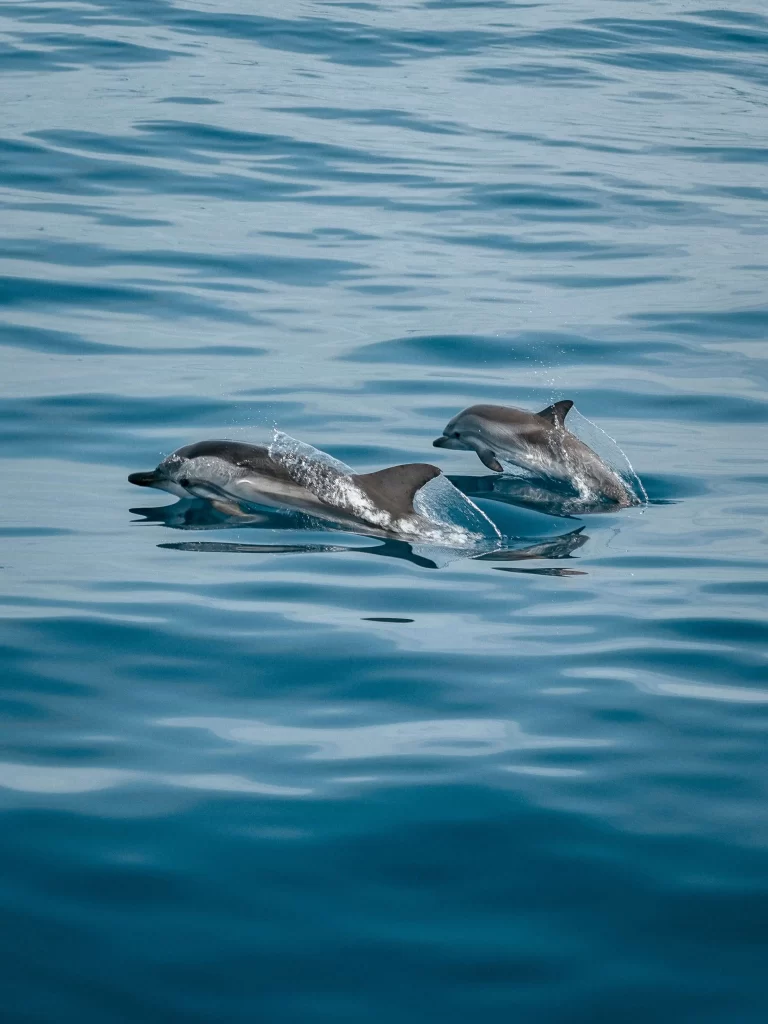 Dolphins swimming in the Pacific Ocean of Costa Rica