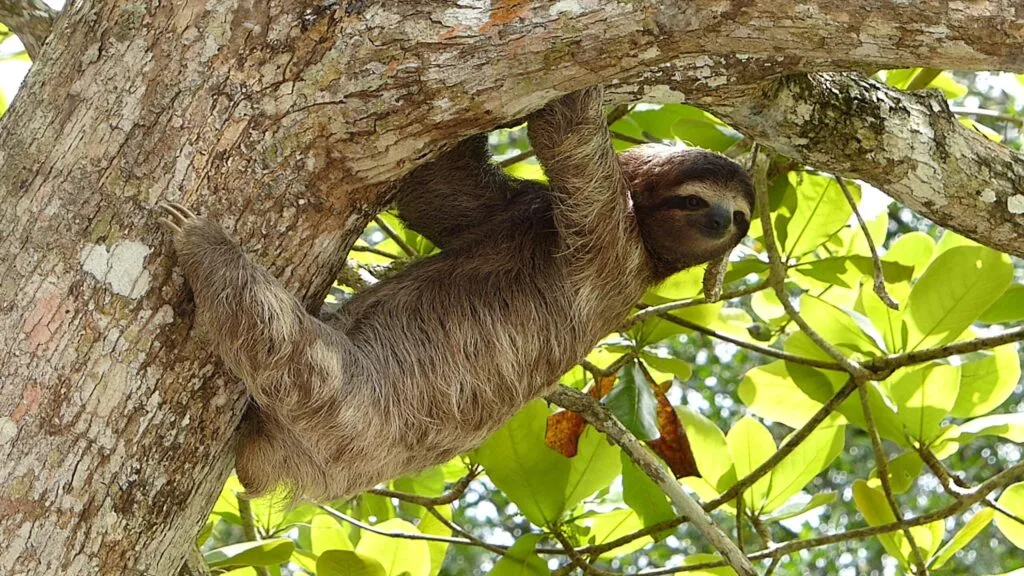 Sloth hanging in the trees of Manuel Antonio, Costa Rica