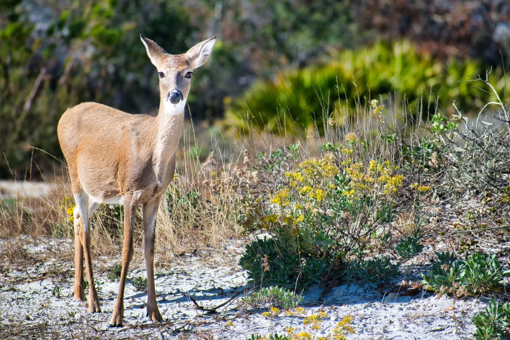 deer standing on beech 