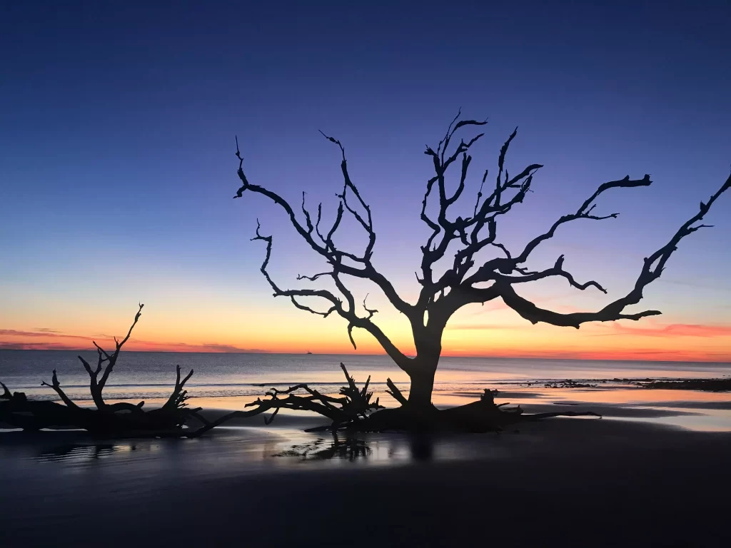Tree on driftwood beach 