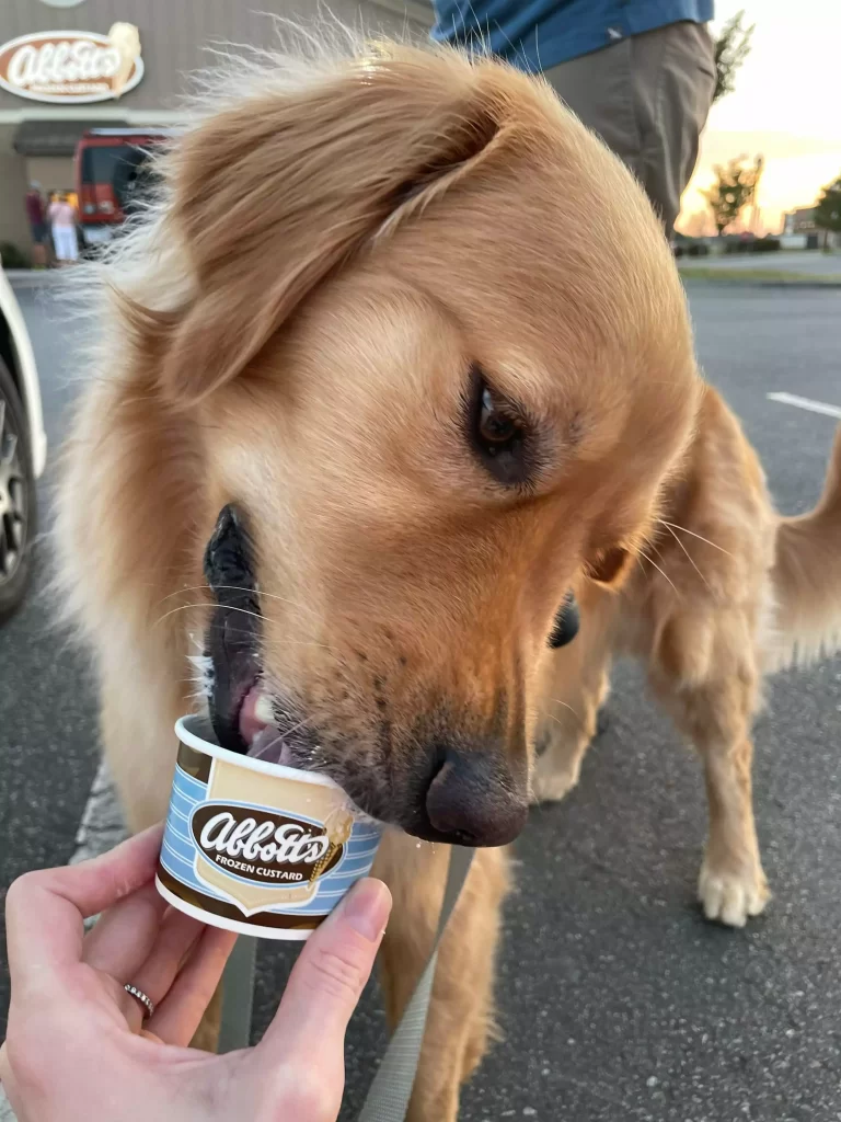Dog eating a pup cup during his staycation