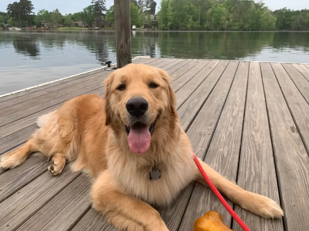 Golden Retriever lying on dock by the lake