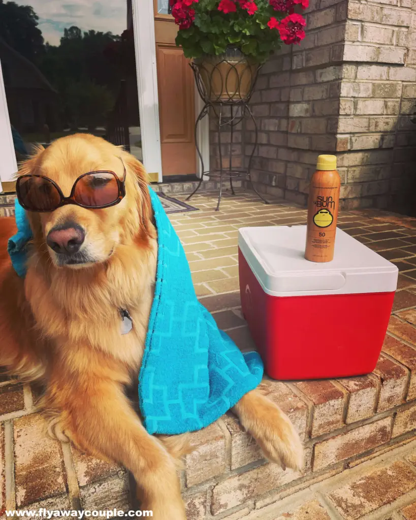 Golden Retriever is ready to go to the pool