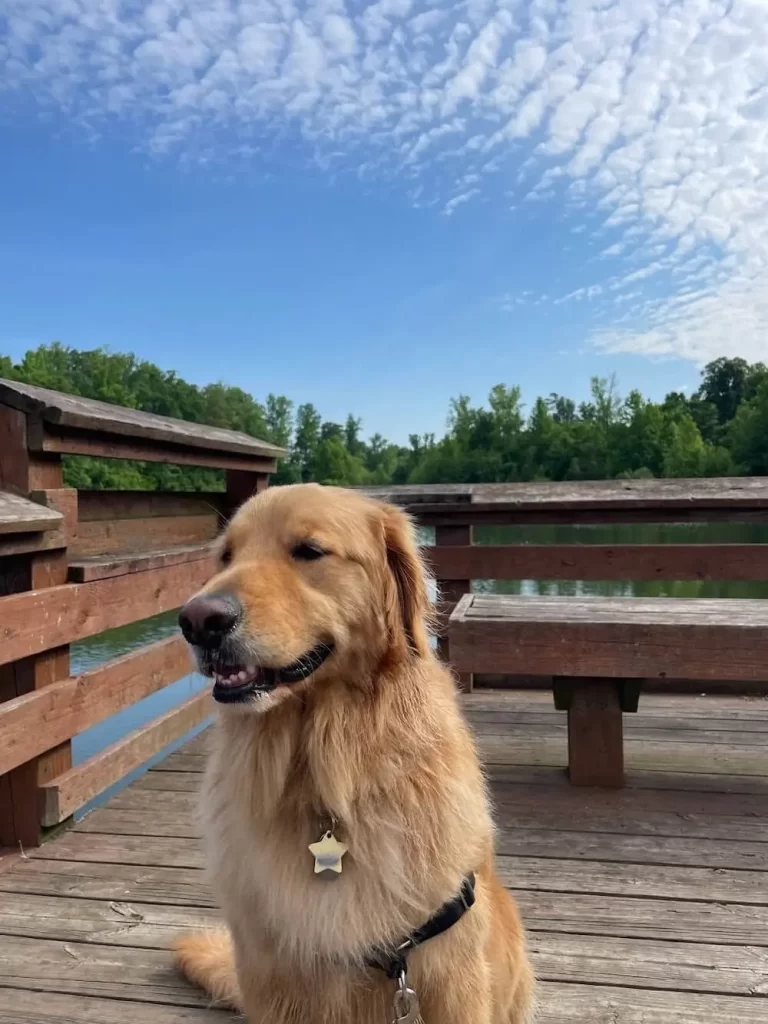 Golden Retriever standing at the pond thinking about his next trip. 