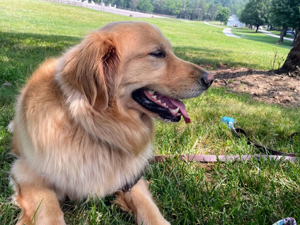 Golden Retriever resting under a tree at Tanglewood Park in Clemmons, NC