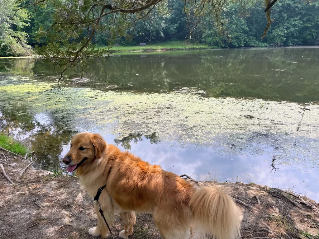 Golden Retriever walking beside Mallard Lake at Tanglewood Park in Clemmons, NC